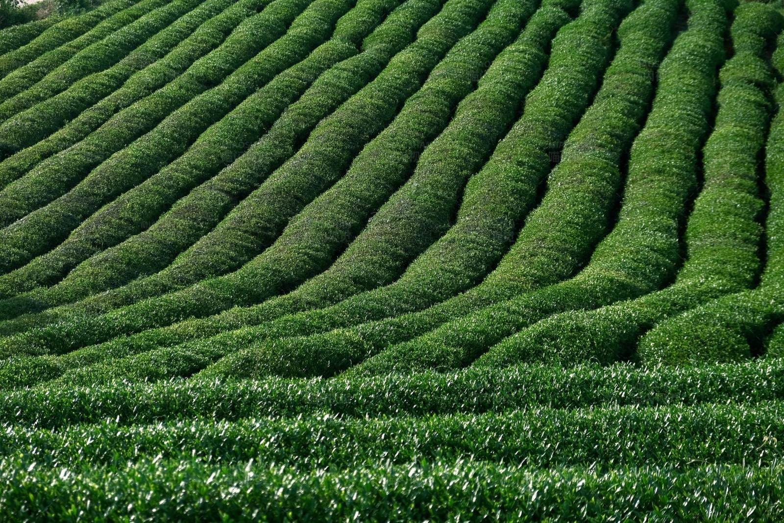 绿茶田的整齐行列图片