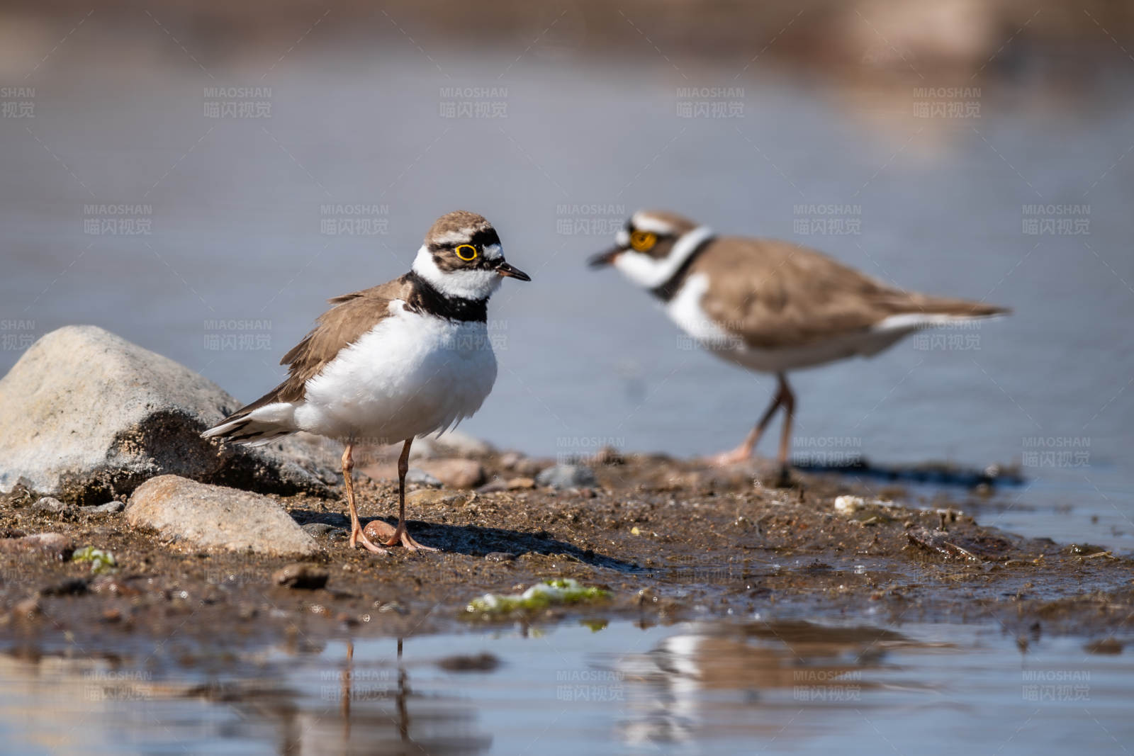 两只环颈鸻在水边图片