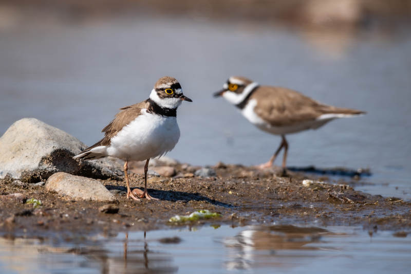 两只环颈鸻在水边图片