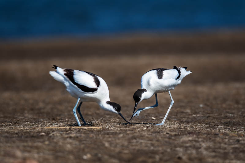 鸟儿争食瞬间图片