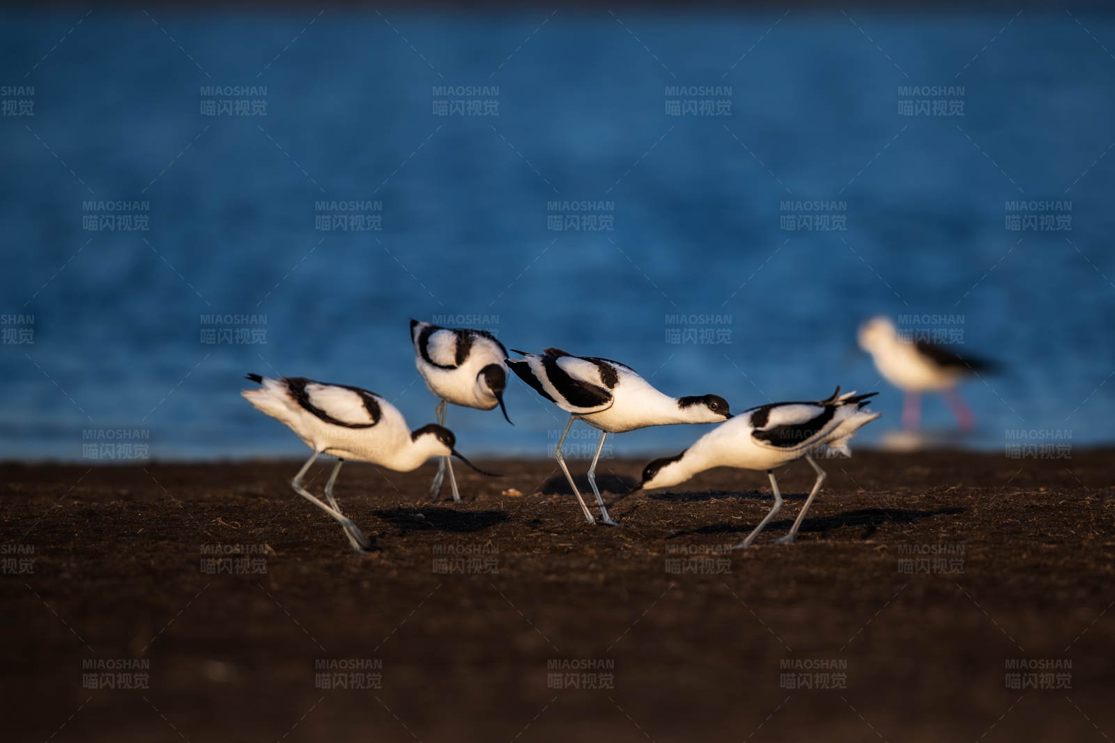 鸟儿的海滩觅食时刻图片
