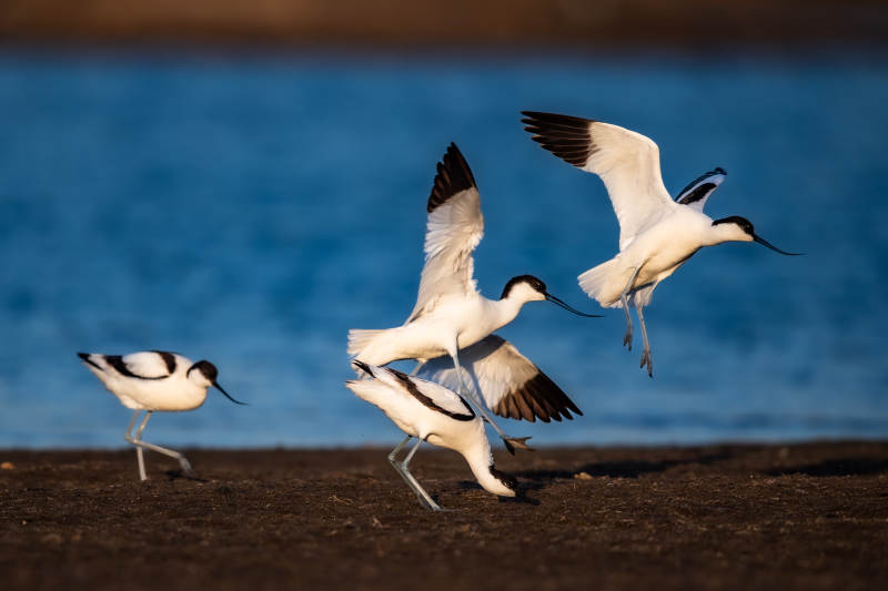 鸟儿的水上舞蹈图片