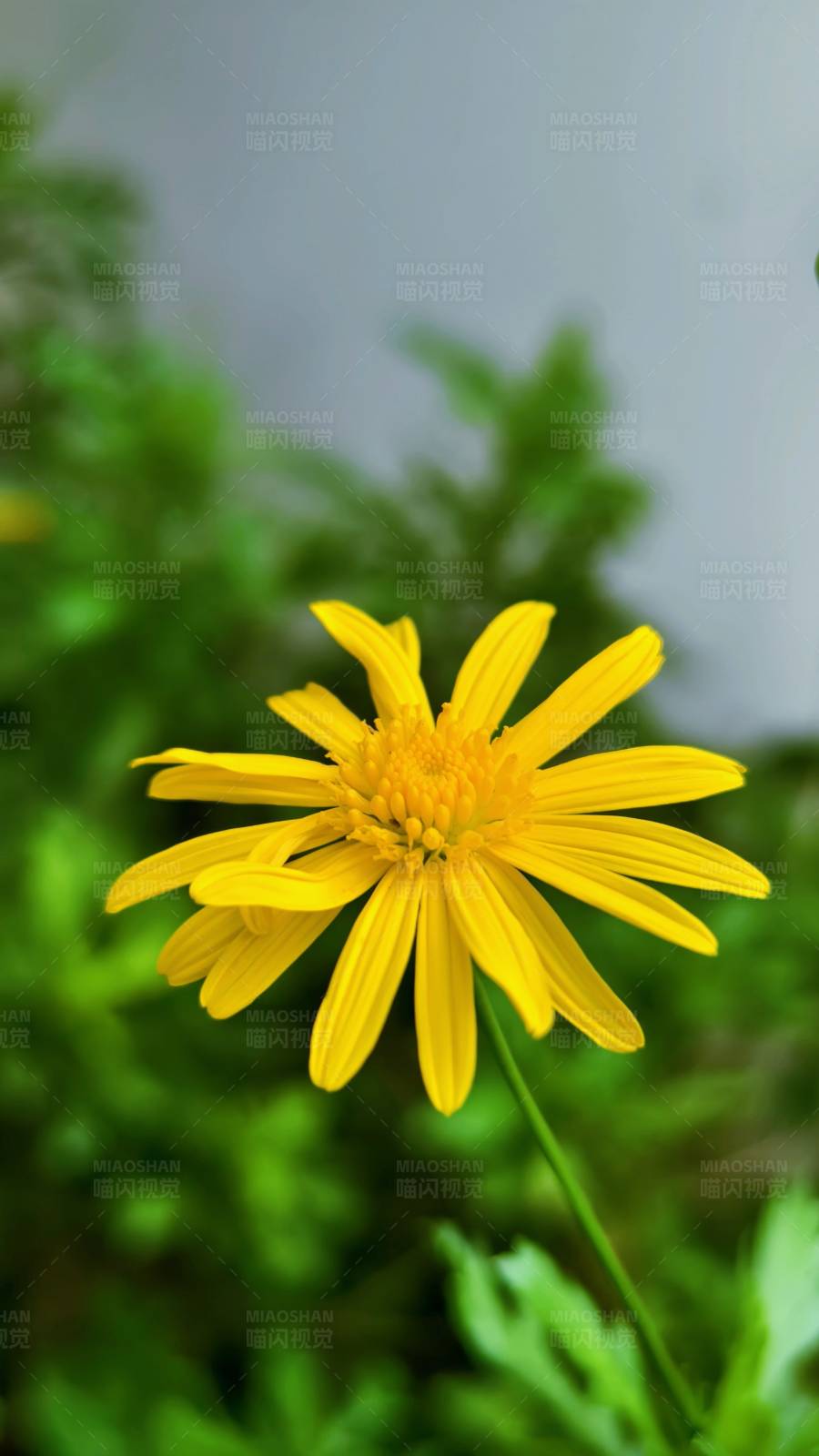 黄色花朵特写图片