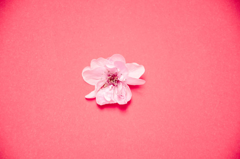 粉色背景上的桃花图片