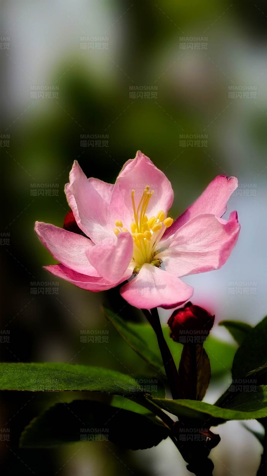 粉色花朵绽放图片