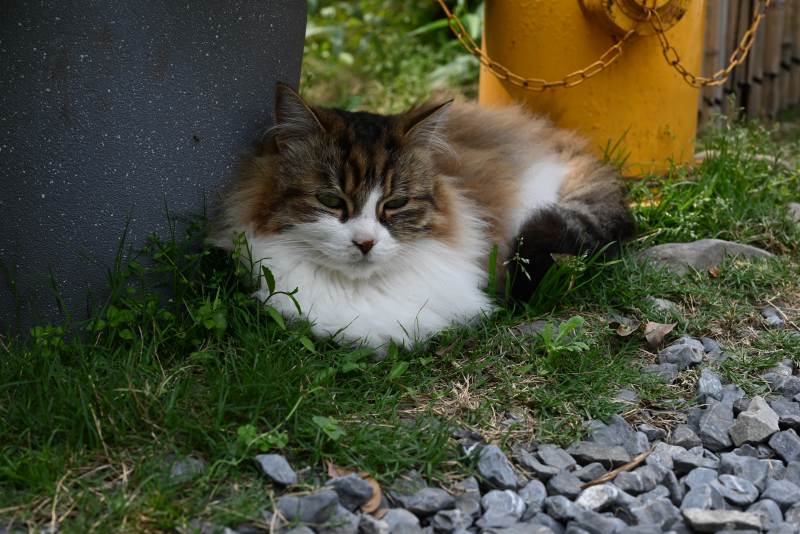 慵懒猫咪的午后时光图片