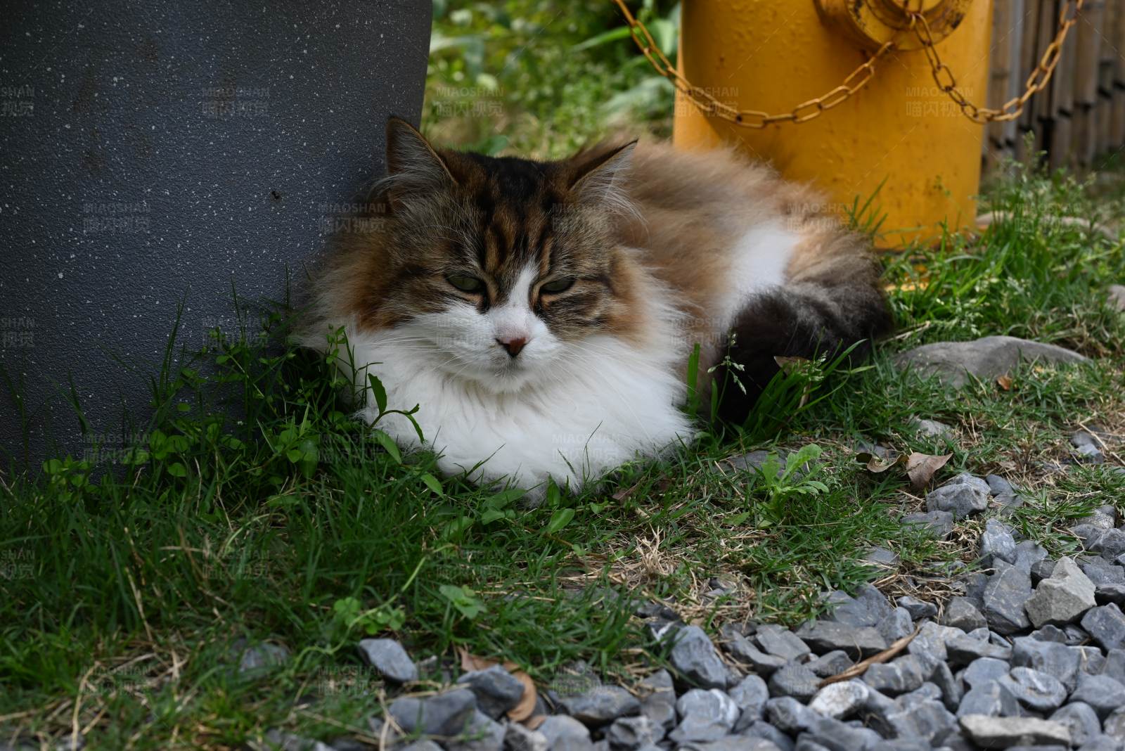 慵懒猫咪的午后时光图片