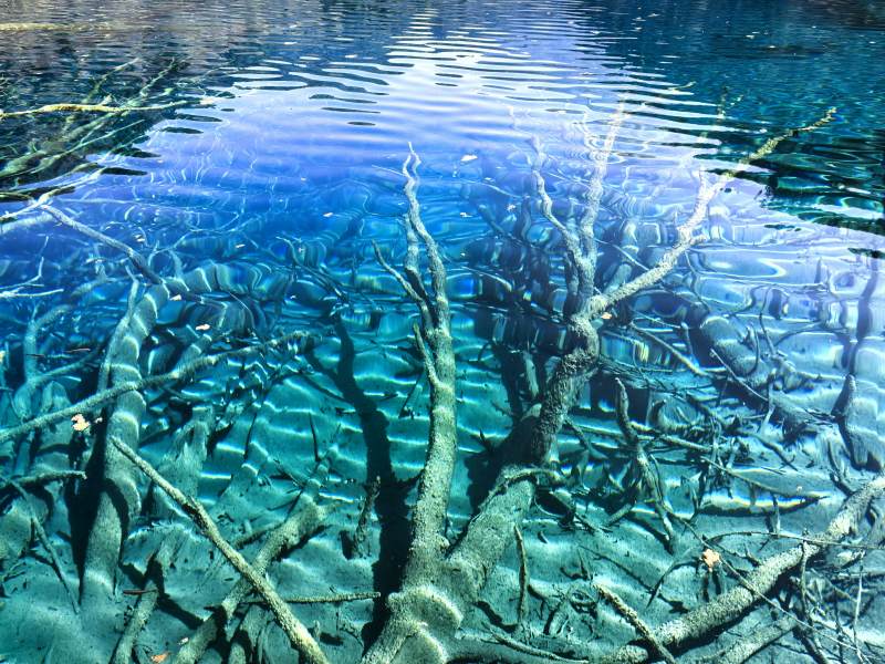 水下枯木景观图片