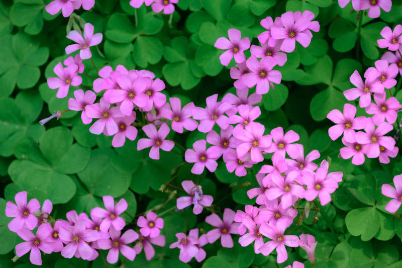 紫色花朵与绿叶图片