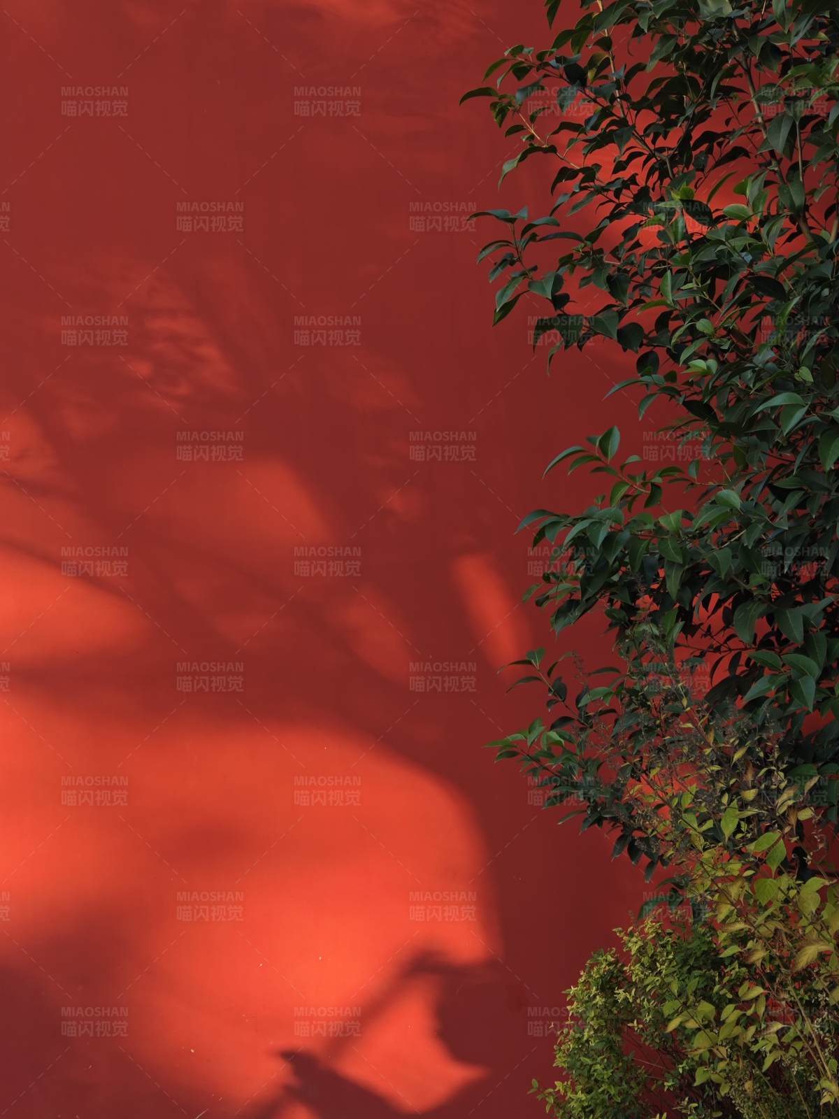 红墙绿树影图片