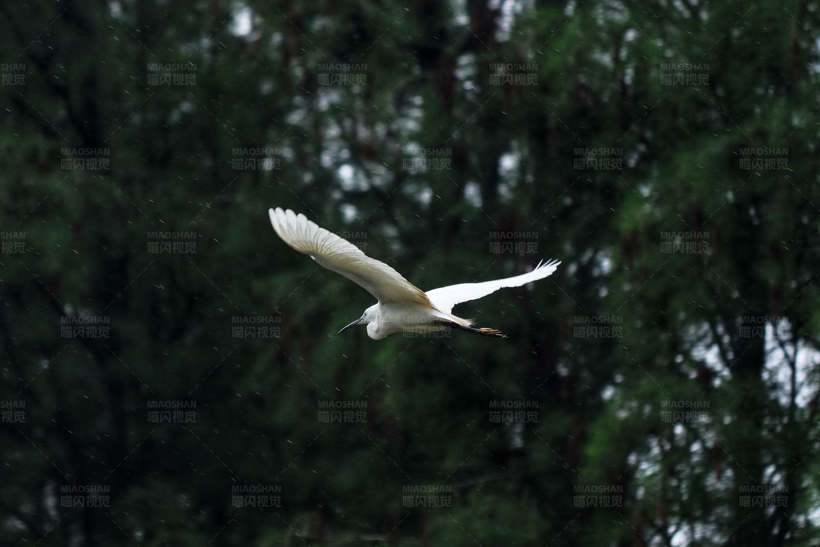 白鹭展翅高飞图片