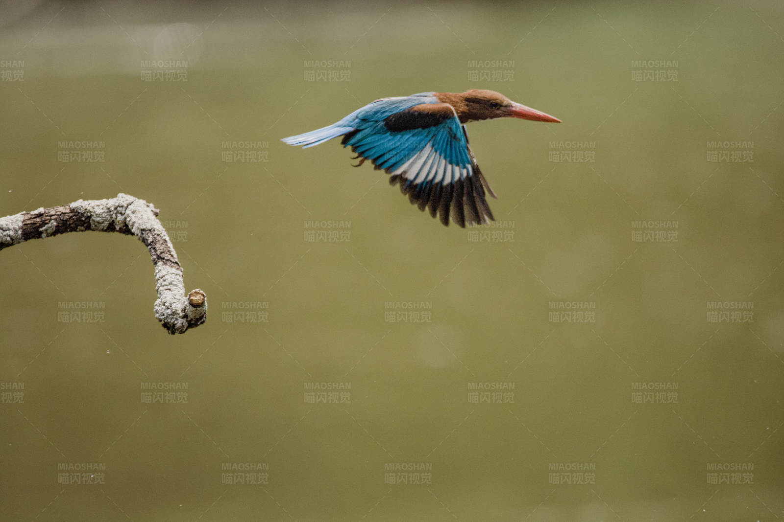飞翔的翠鸟图片