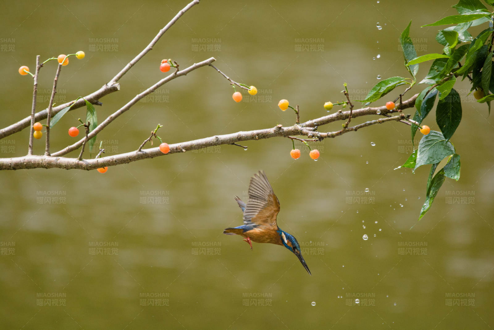 翠鸟捕食瞬间图片