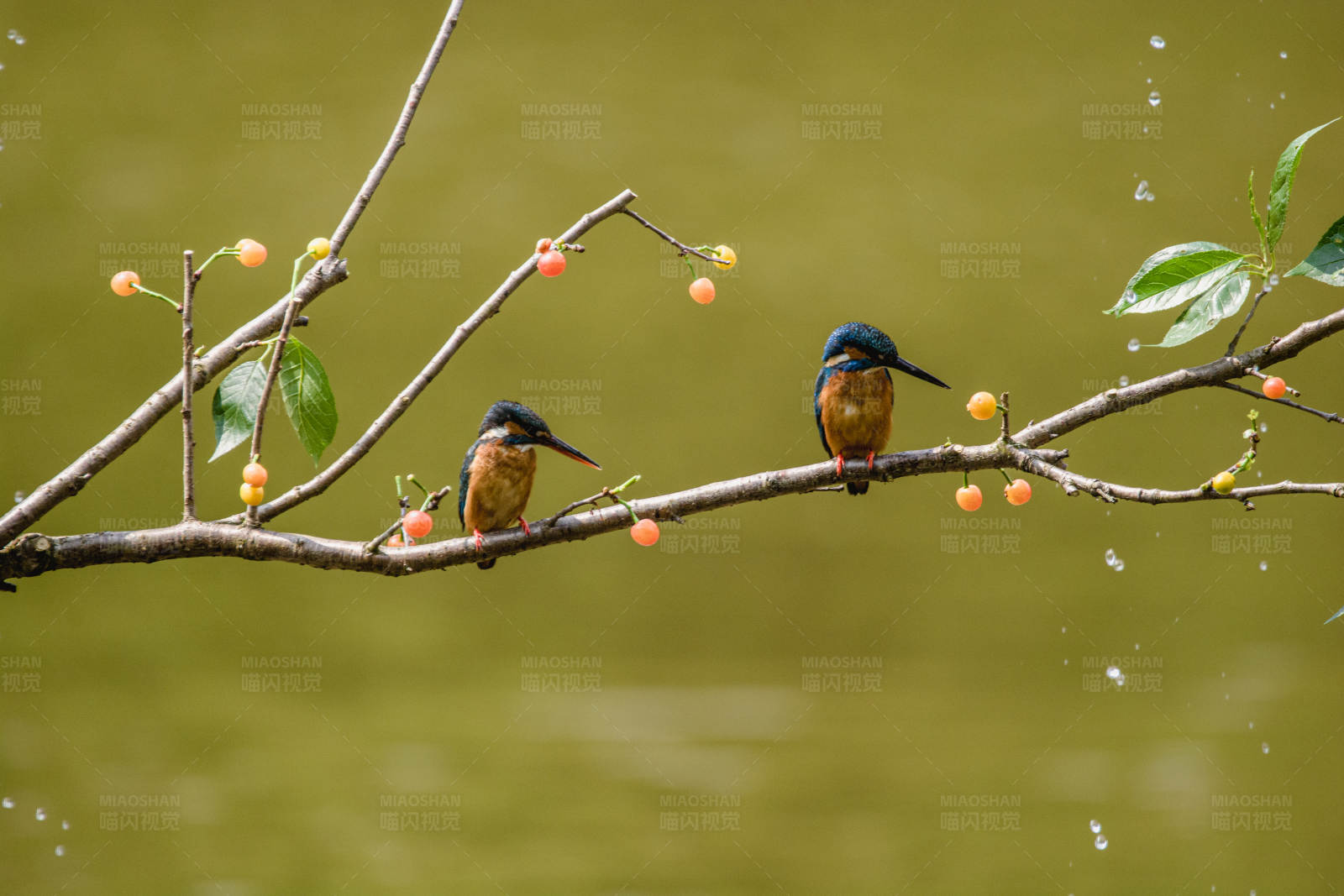 两只翠鸟栖息在树枝上图片