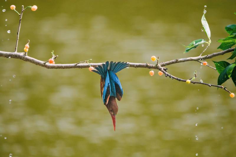 翠鸟倒挂枝头图片