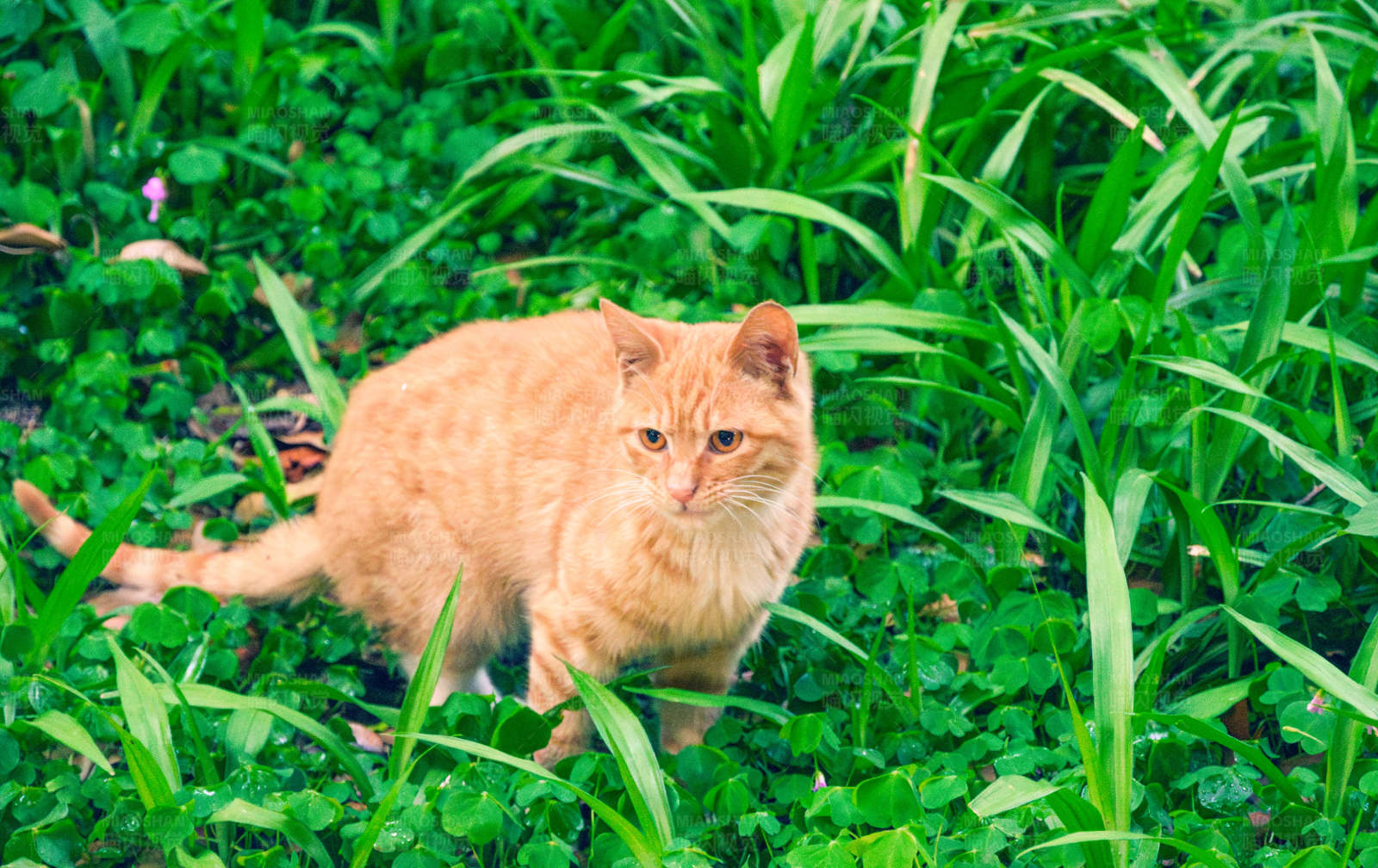 草丛中的橙色猫咪图片