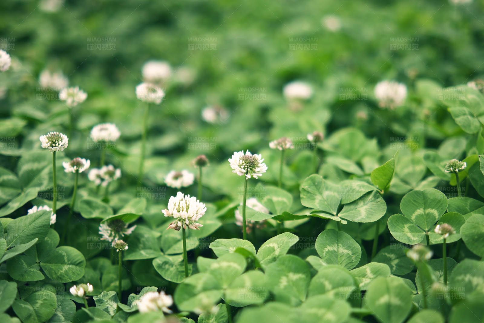 三叶草花田图片