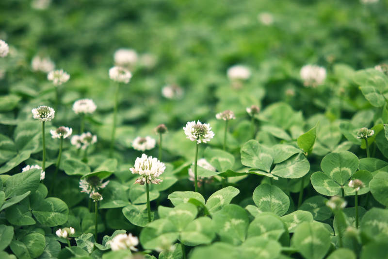 三叶草花田图片