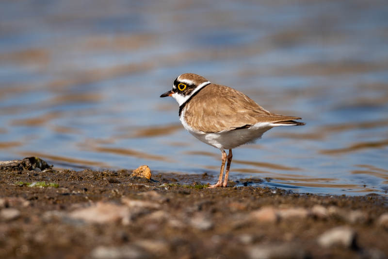 小环鸻在水边觅食图片