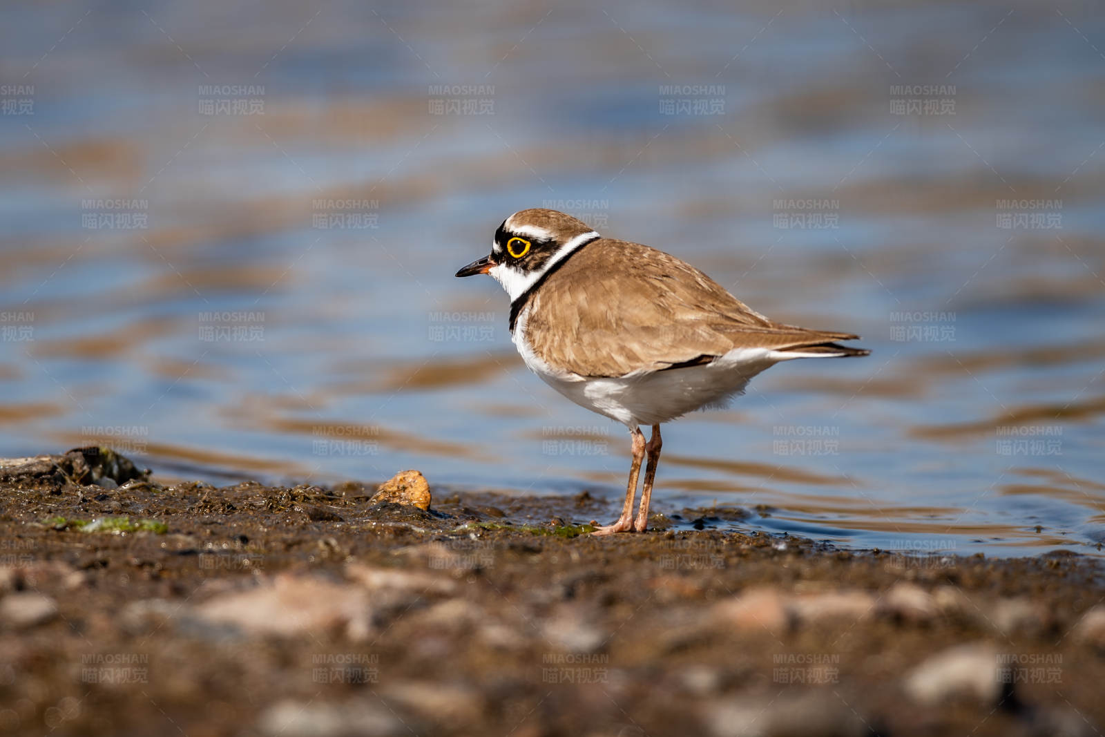 小环鸻在水边觅食图片