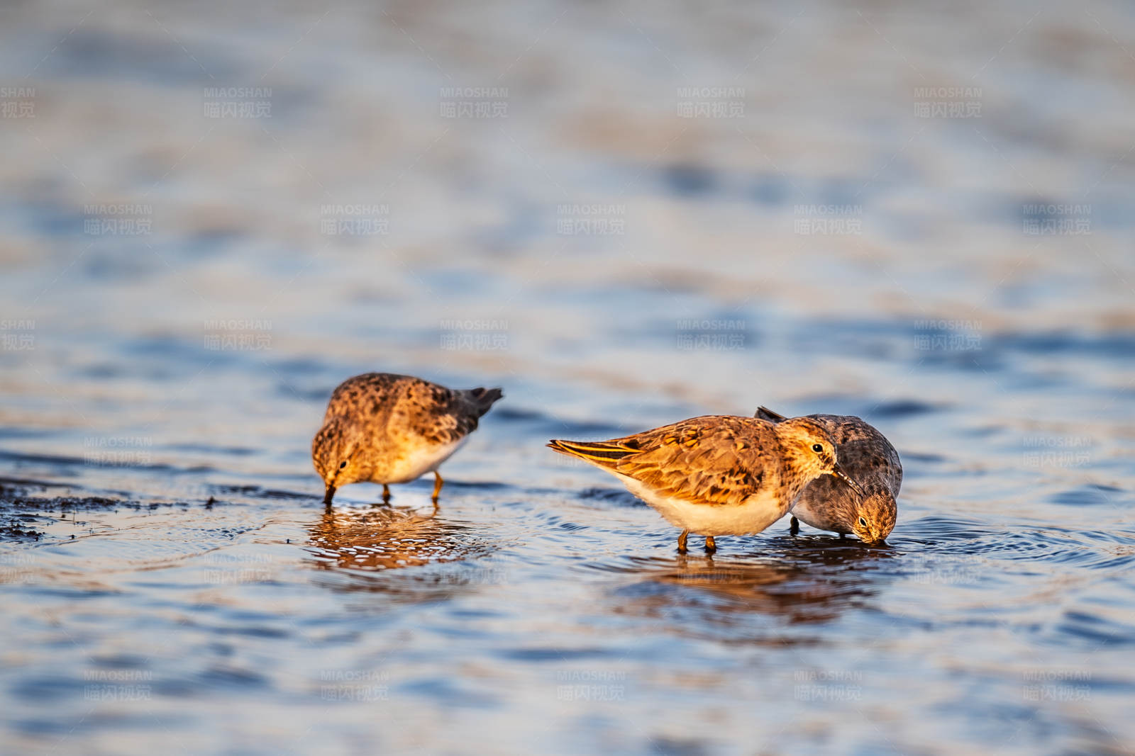 三只青脚滨鹬同觅食图片