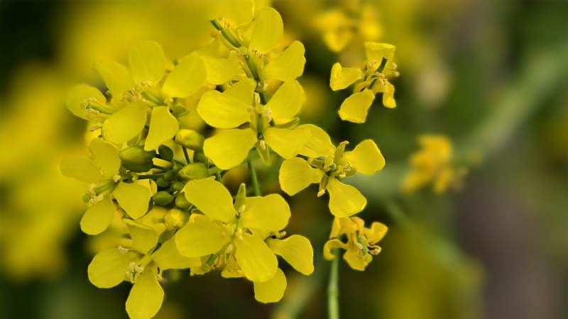 金黄色的油菜花图片