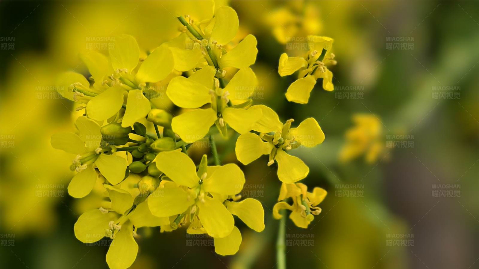 金黄色的油菜花图片