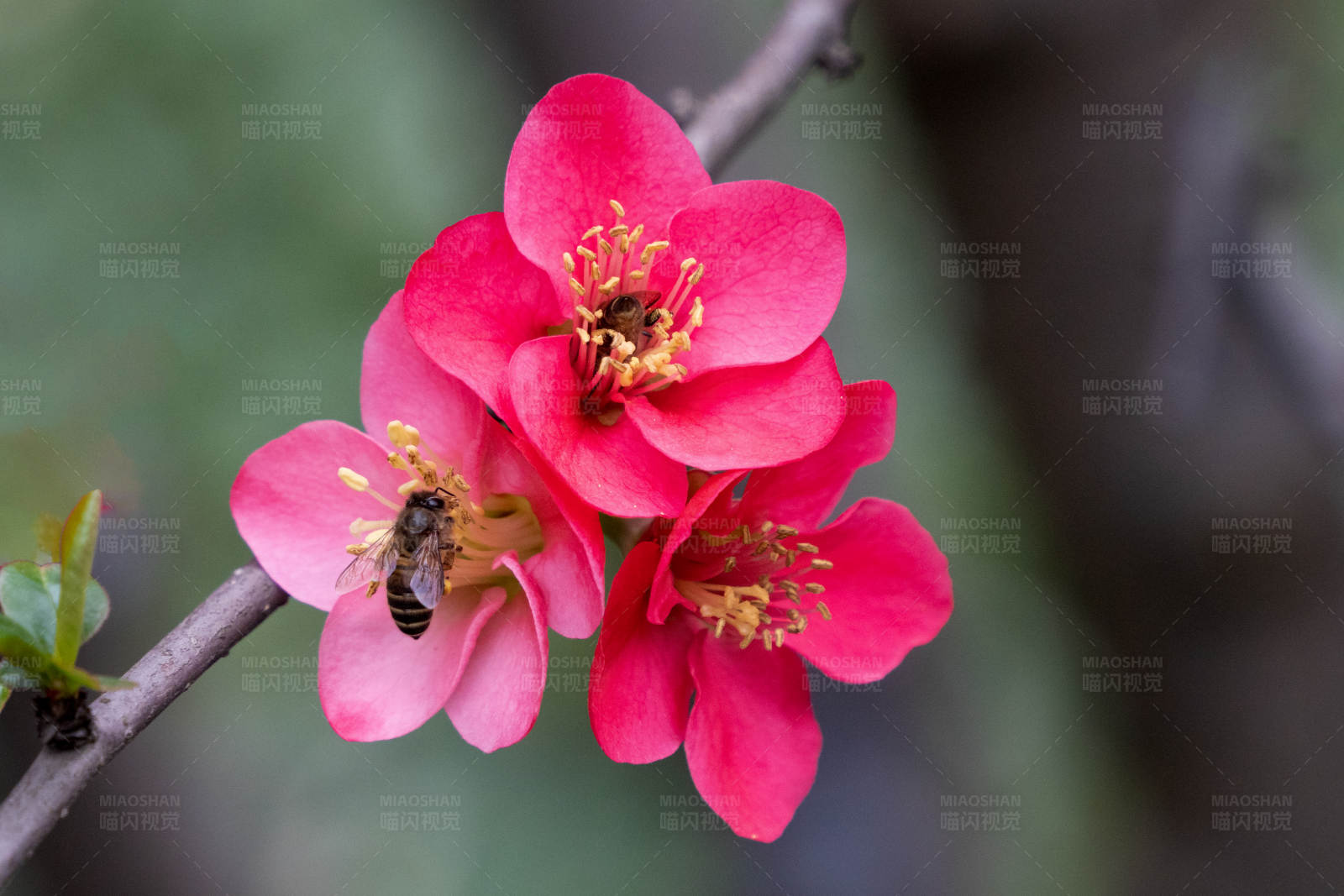 蜜蜂采蜜红花间图片