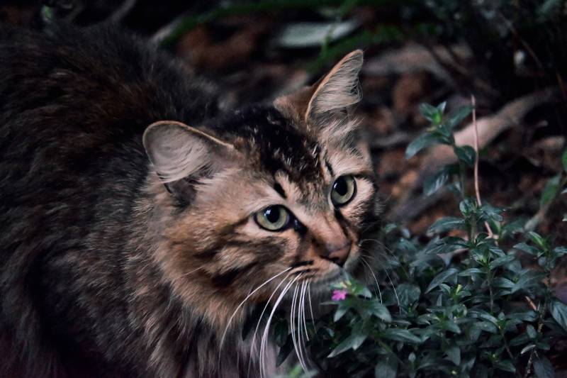 森林中的猫图片