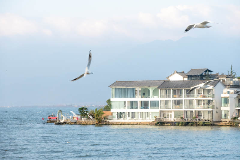 湖畔建筑与飞翔的海鸥图片