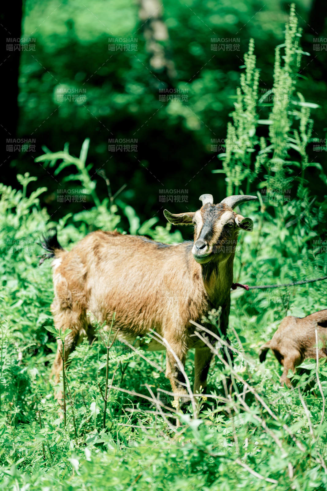 山羊在草丛中吃草图片
