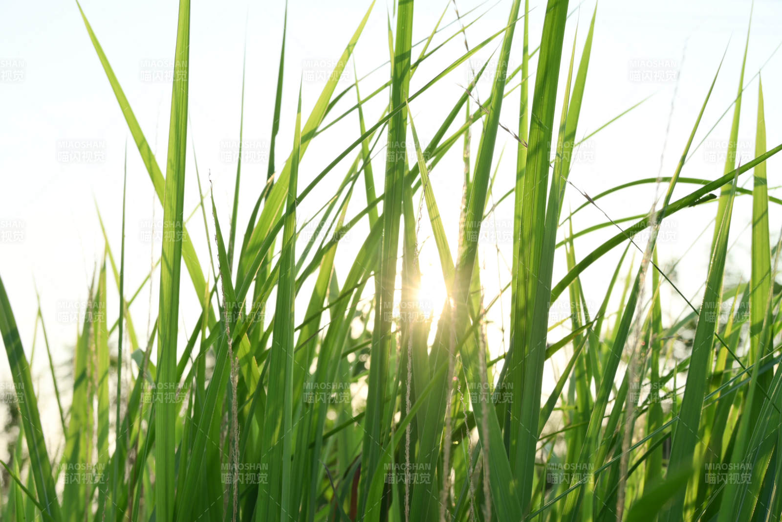 阳光穿透青草图片