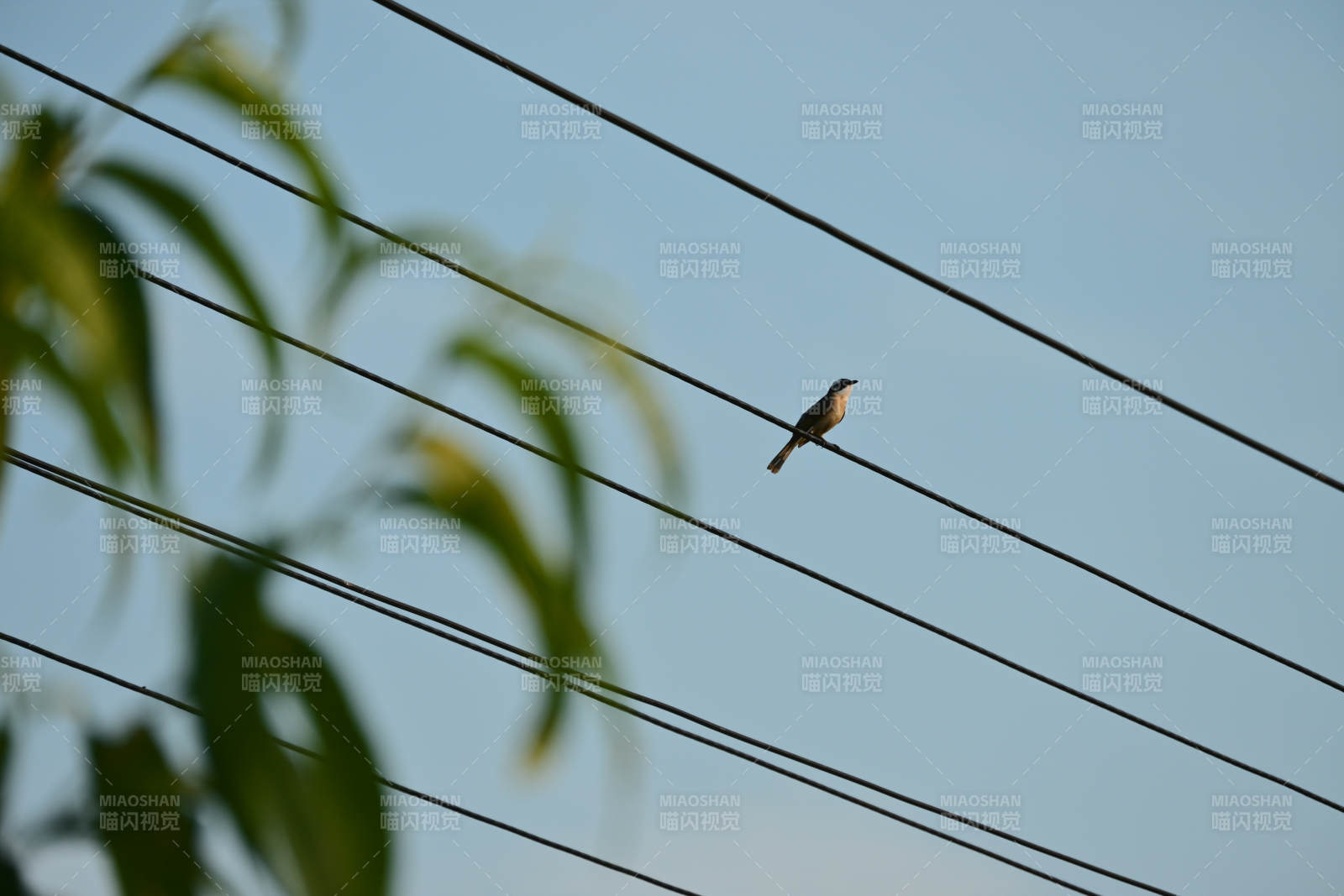 鸟儿栖息在电线上图片