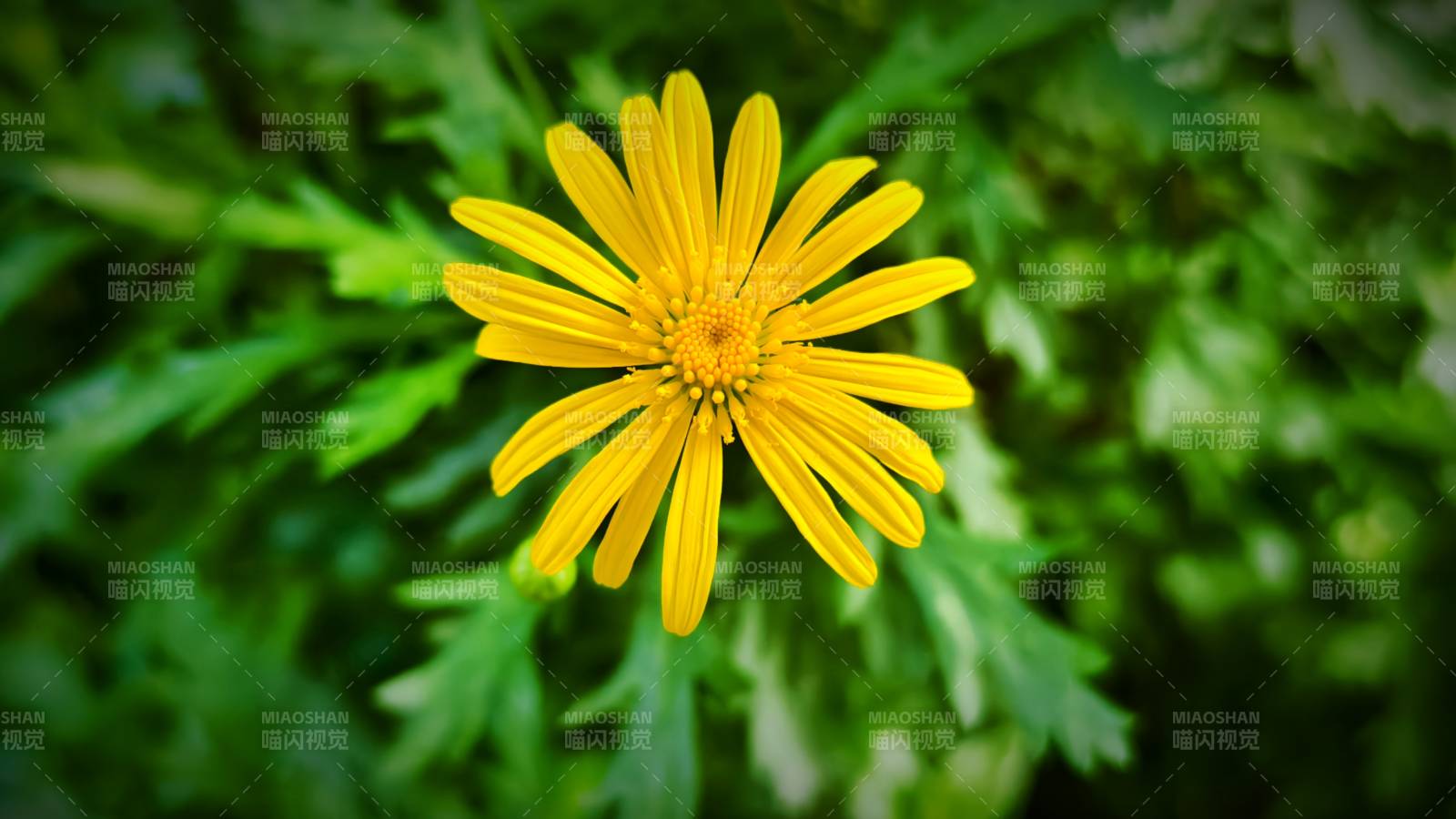 黄花绿叶背景图片