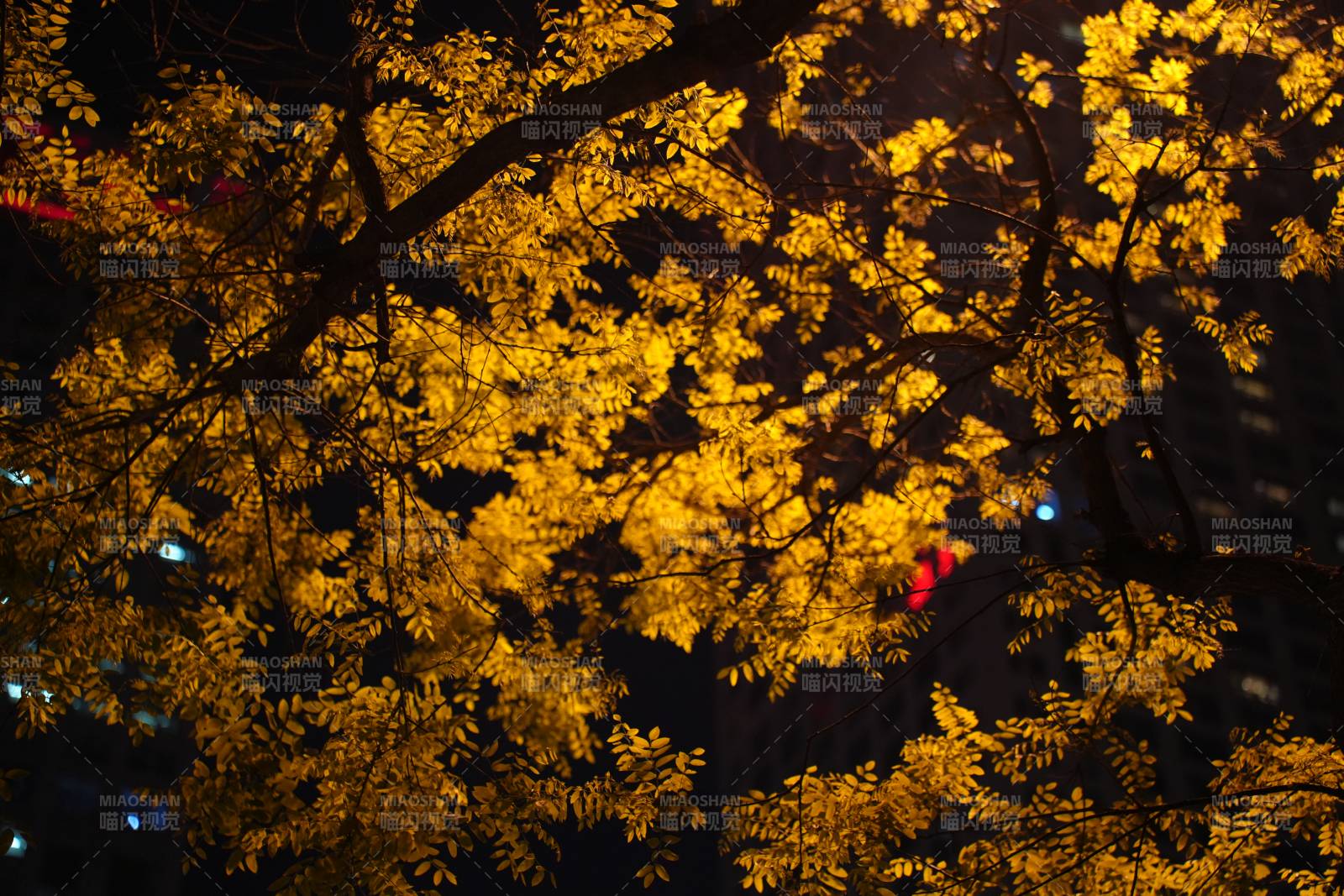 夜色中的金黄树冠图片
