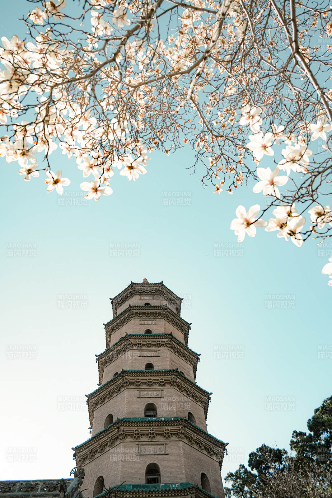 春日古塔花满天图片