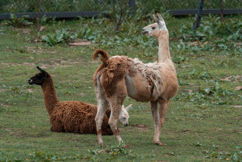草地上的三只羊驼图片