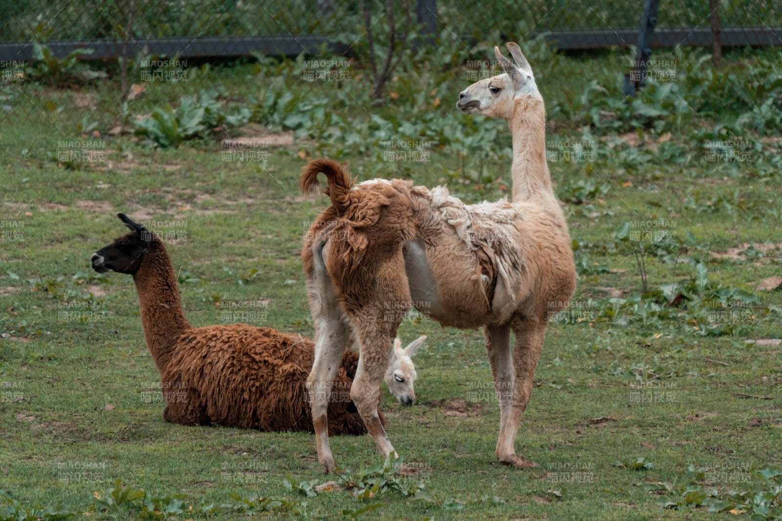 草地上的三只羊驼图片