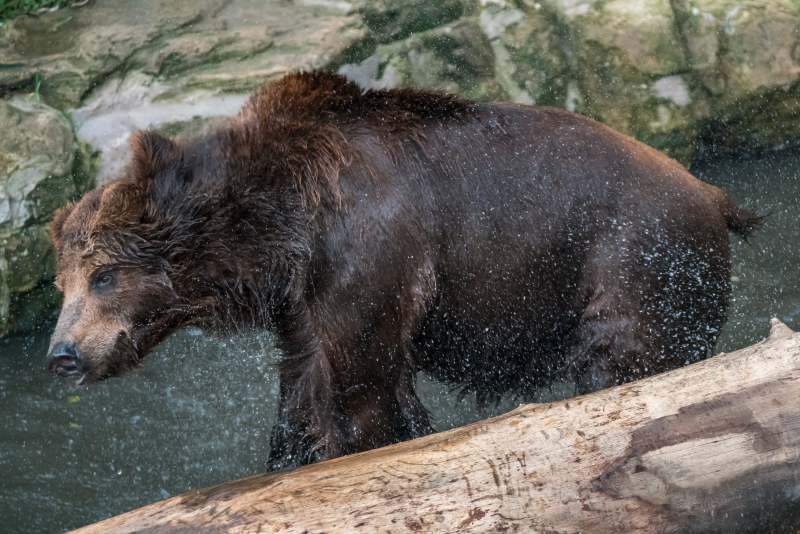 水中漫步的熊图片