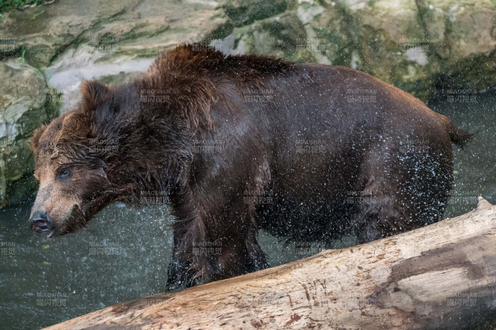 水中漫步的熊图片