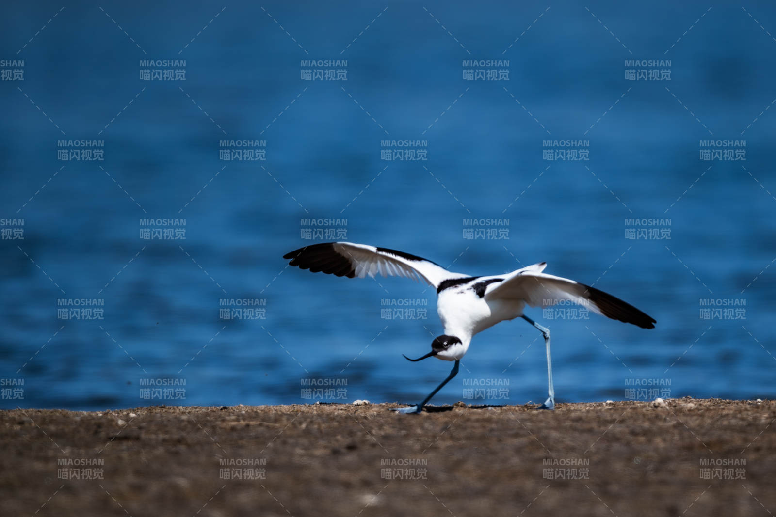 湖畔飞鸟展翅图图片