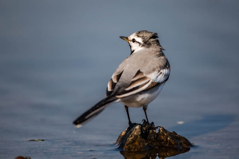 水边的白鹡鸰图片