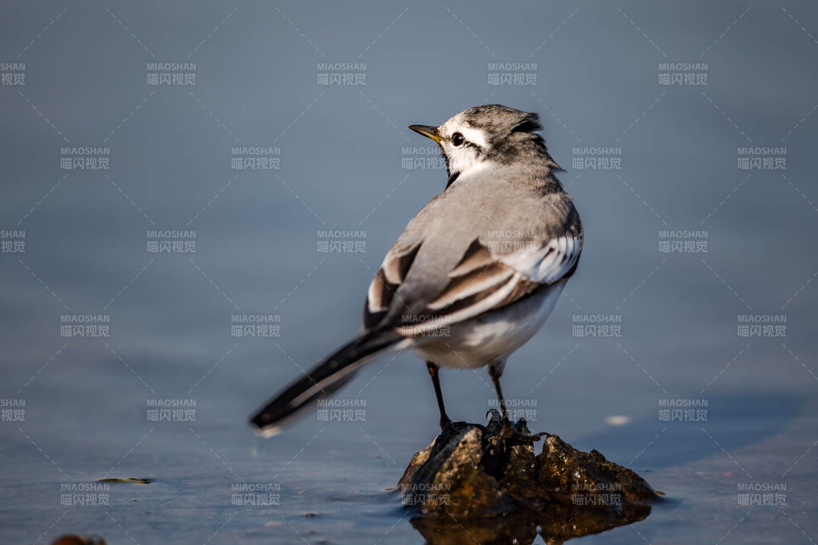 水边的白鹡鸰图片