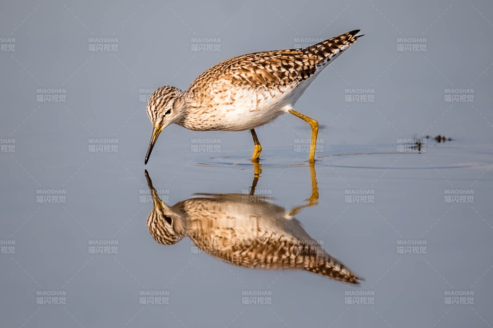 水鸟觅食 倒影如镜图片