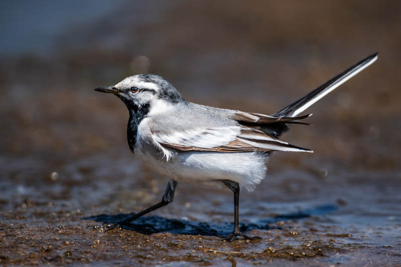 湿地上的黑白鸟图片