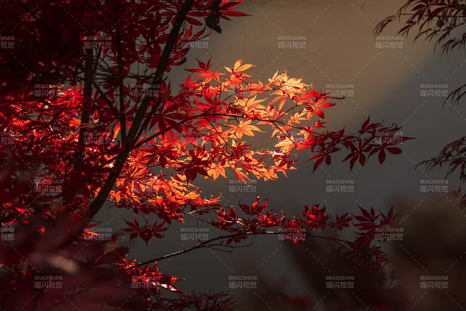 秋日红叶映墙影图片