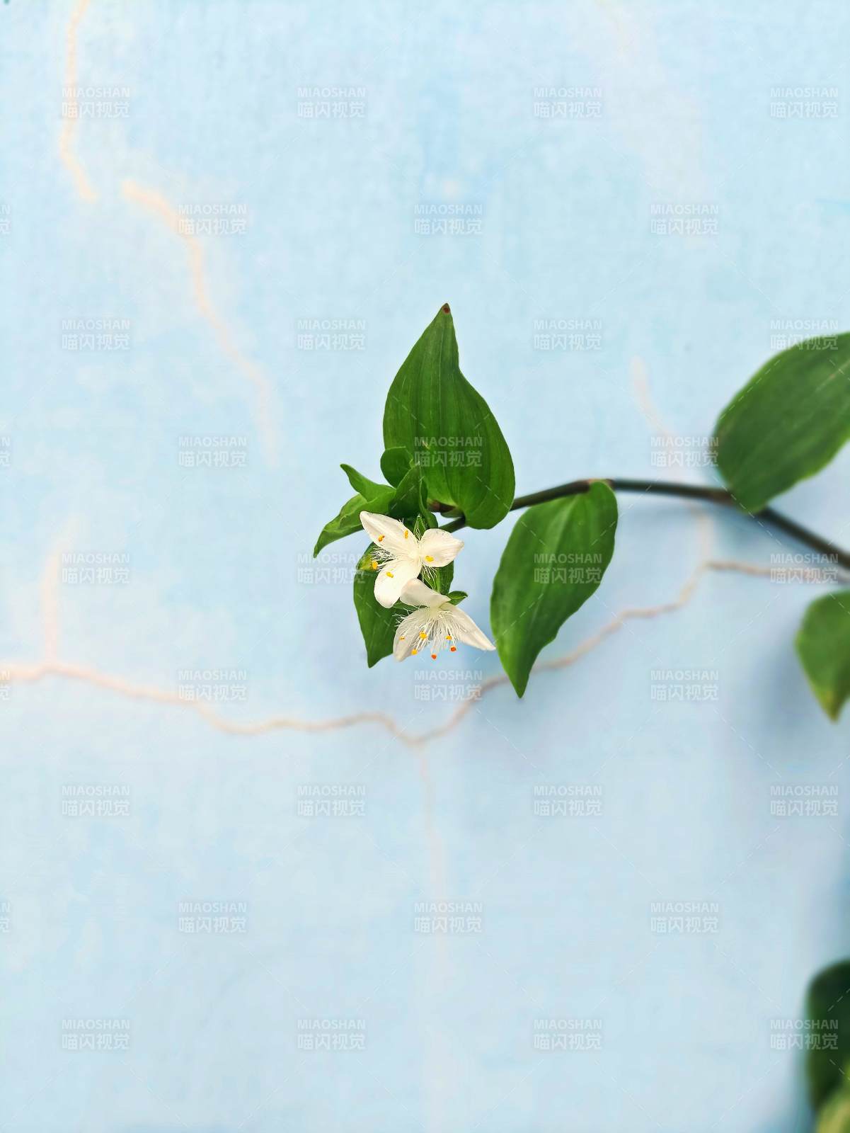 墙边绽放的白花紫露草图片