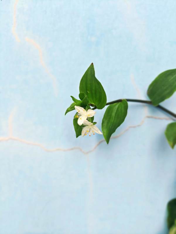 墙边绽放的白花紫露草图片