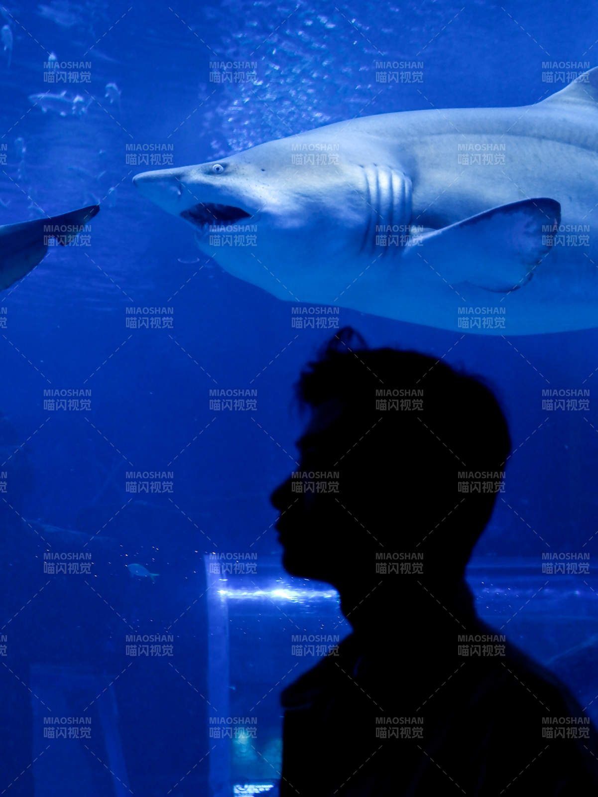 鲨鱼与人的奇妙邂逅图片