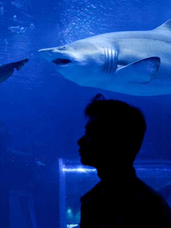 鲨鱼与人的奇妙邂逅图片